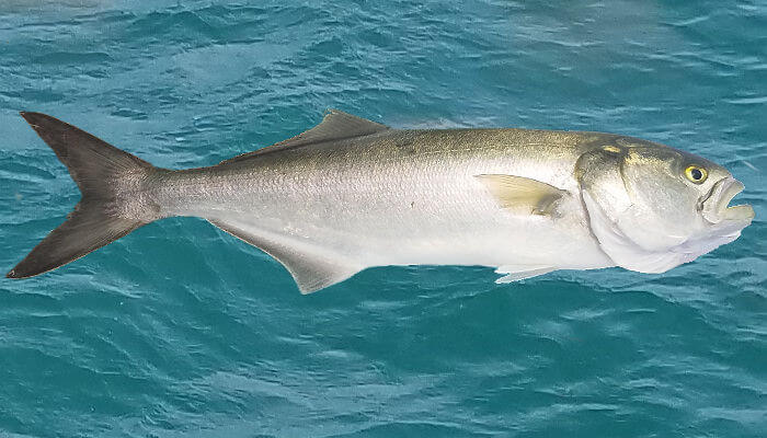 Bluefish are veracious eaters.