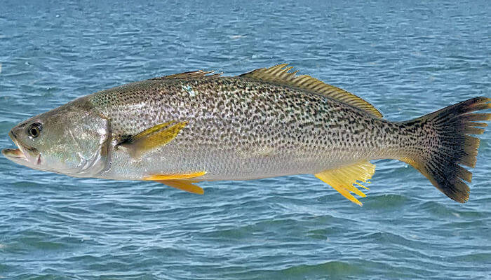 Gray Trout are Speckled Trout's big brother.