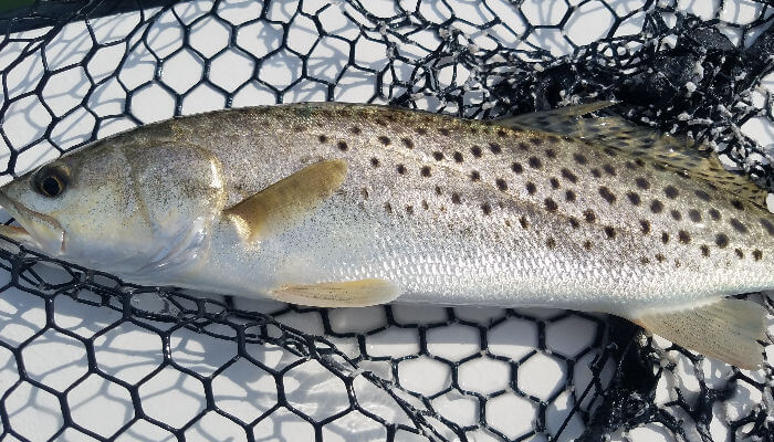 Another Speckled Trout in the net on Pamlico Sound.