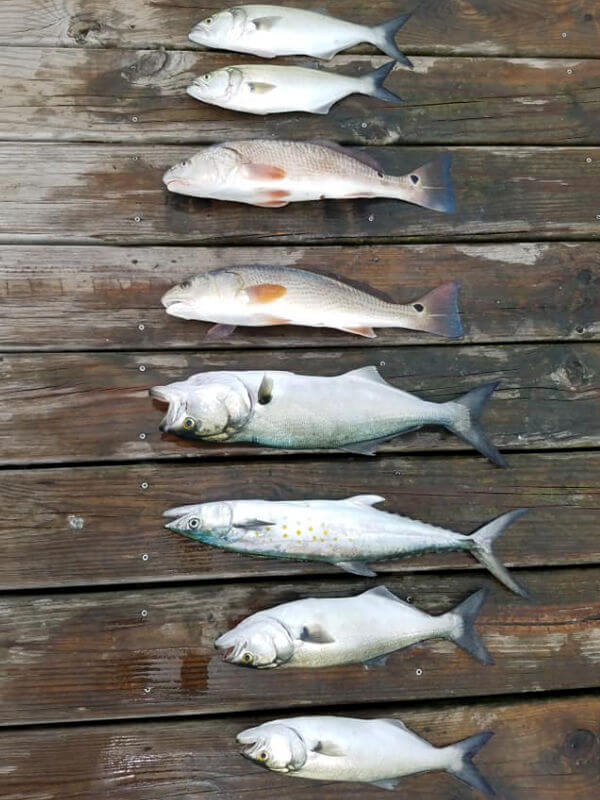 Amy and Scott's catch laid out on the dock.