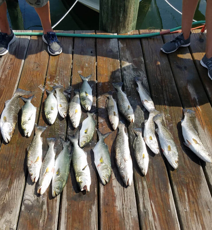 Charter group's inshore catch displayed on Teach's Lair dock.