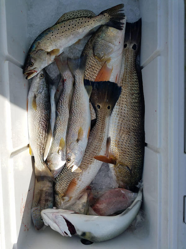 Cooler full of nice fish on the charter trip.