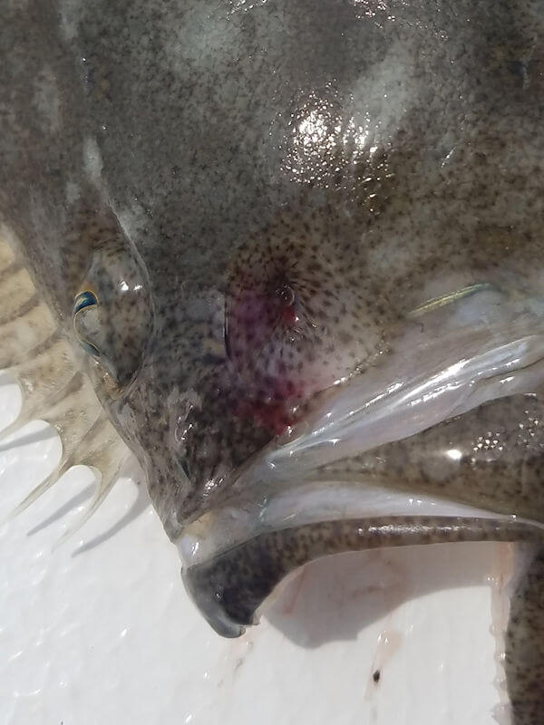 Close up view of missing one on a flounder.
