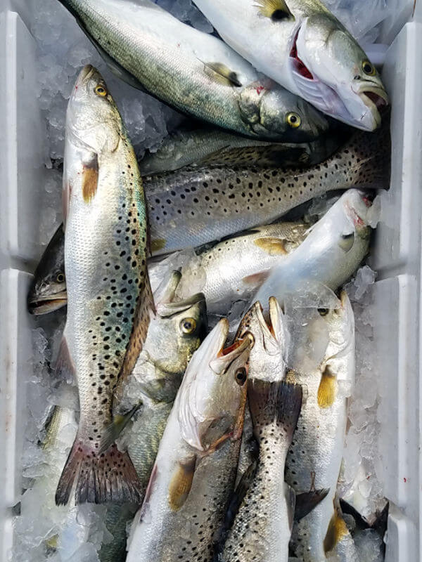 Cooler full of Specks and Bluefish.