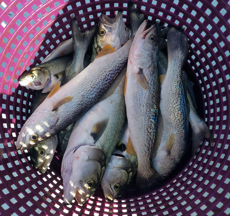 Courtney and John Veneziani caught this nice basket of Gray Trout and Bluefish plus releasing quite a few more on their charter trip.