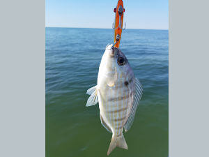 Pinfish caught on a Mirrolure.